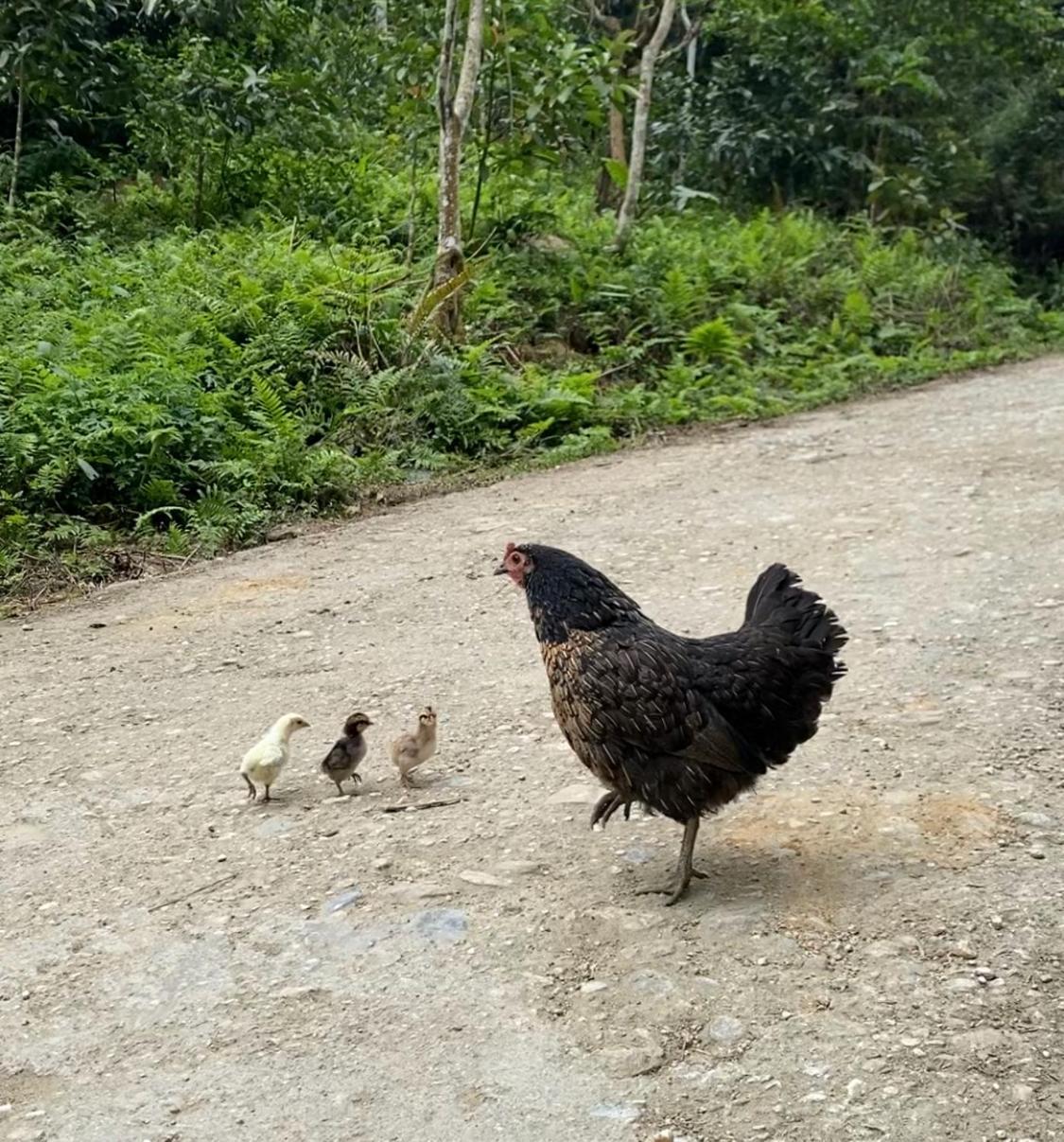 Bikki'S Jungle Homestay 河江 外观 照片
