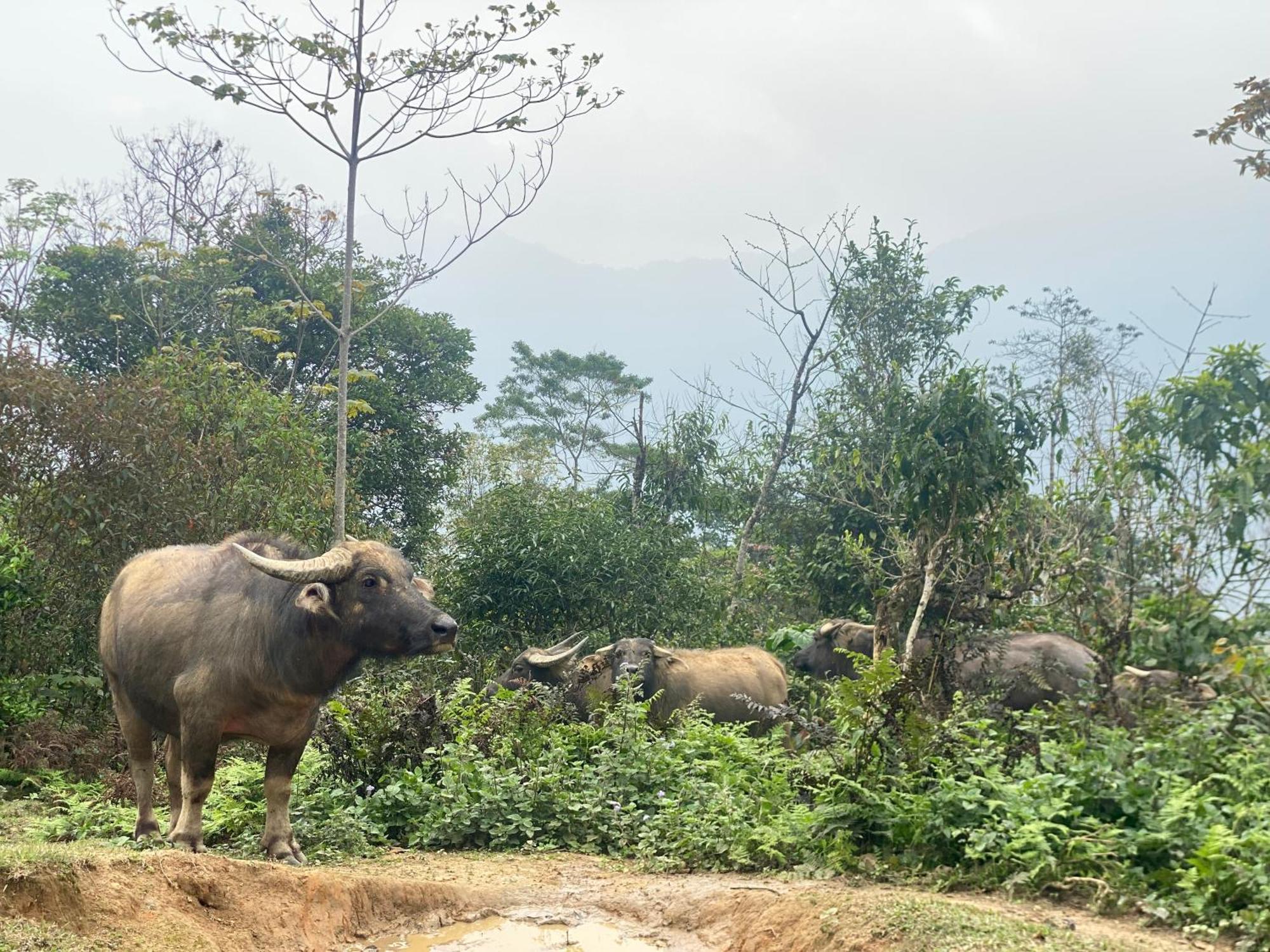 Bikki'S Jungle Homestay 河江 外观 照片