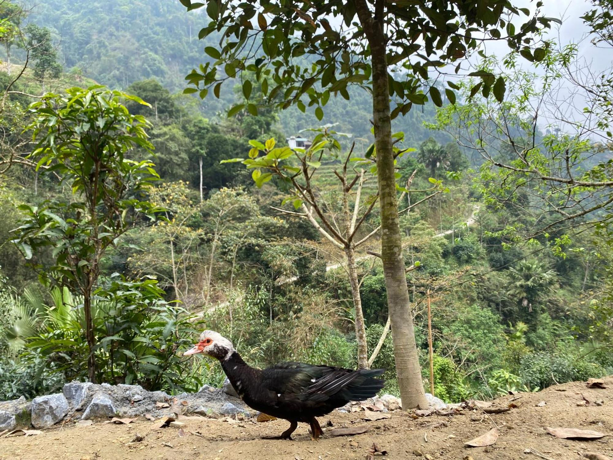 Bikki'S Jungle Homestay 河江 外观 照片